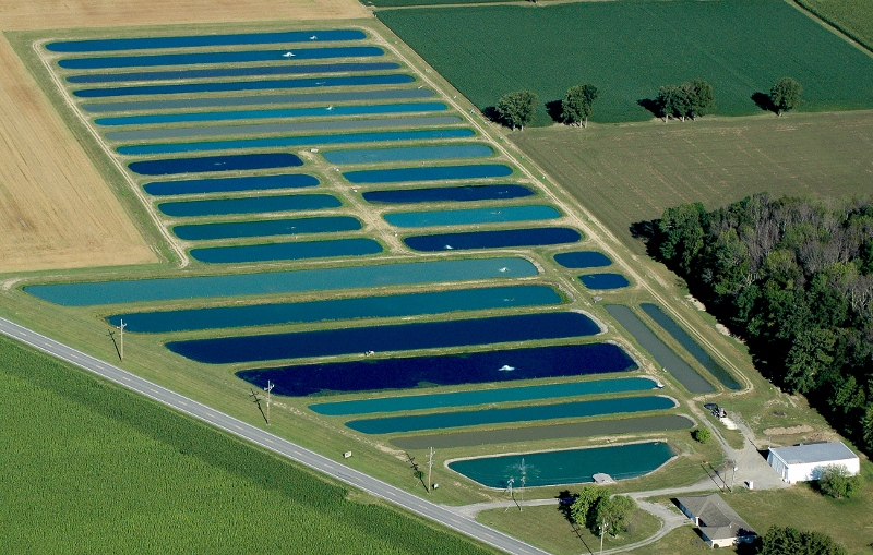 Remlinger Fish Farm